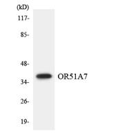 Olfactory receptor 51A7 Polyclonal Antibody