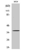 Olfactory receptor 51B2 Polyclonal Antibody