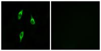 Olfactory receptor 51B2 Polyclonal Antibody