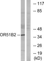 Olfactory receptor 51B2 Polyclonal Antibody