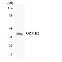 Olfactory receptor 51B2 Polyclonal Antibody