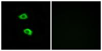 Olfactory receptor 51B5 Polyclonal Antibody