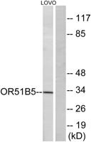 Olfactory receptor 51B5 Polyclonal Antibody