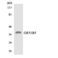 Olfactory receptor 51B5 Polyclonal Antibody