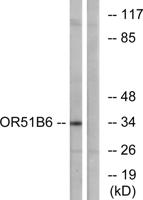 Olfactory receptor 51B6 Polyclonal Antibody