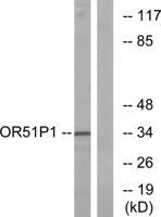 Olfactory receptor 51D1 Polyclonal Antibody