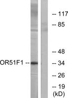 Olfactory receptor 51F1 Polyclonal Antibody