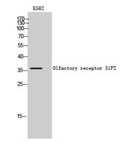 Olfactory receptor 51F2 Polyclonal Antibody