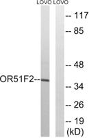 Olfactory receptor 51F2 Polyclonal Antibody