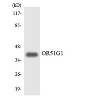 Olfactory receptor 51G1 Polyclonal Antibody