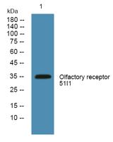 Olfactory receptor 51I1 Polyclonal Antibody