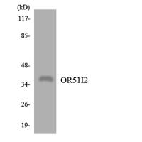 Olfactory receptor 51I2 Polyclonal Antibody