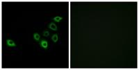 Olfactory receptor 51S1 Polyclonal Antibody