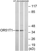 Olfactory receptor 51T1 Polyclonal Antibody