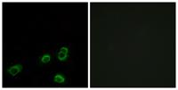 Olfactory receptor 52A1 Polyclonal Antibody