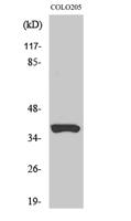 Olfactory receptor 52B2 Polyclonal Antibody