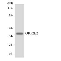 Olfactory receptor 52E2 Polyclonal Antibody