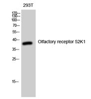 Olfactory receptor 52K1 Polyclonal Antibody