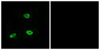 Olfactory receptor 52N1 Polyclonal Antibody