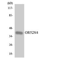 Olfactory receptor 52N4 Polyclonal Antibody