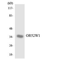 Olfactory receptor 52W1 Polyclonal Antibody