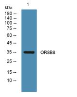 OR8B8 Polyclonal Antibody