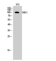 ORC1 Polyclonal Antibody