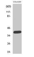 ORCTL2 Polyclonal Antibody