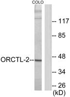 ORCTL2 Polyclonal Antibody