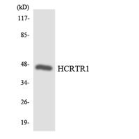 Orexin R-1 Polyclonal Antibody