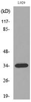 Osteoglycin Polyclonal Antibody