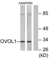 Ovol1 Polyclonal Antibody