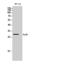 Ox40 Polyclonal Antibody