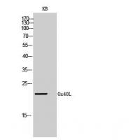 Ox40L Polyclonal Antibody