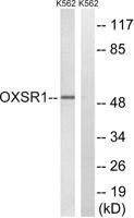 OXSR1 Polyclonal Antibody