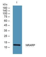 NRARP Polyclonal Antibody