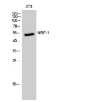 NRF-1 Polyclonal Antibody