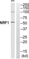 NRF-1 Polyclonal Antibody