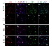 Nrf2 Polyclonal Antibody