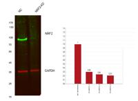 Nrf2 Polyclonal Antibody