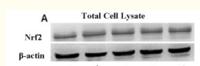 Nrf2 Polyclonal Antibody