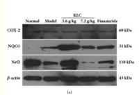 Nrf2 Polyclonal Antibody