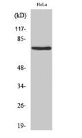 Nrf3 Polyclonal Antibody