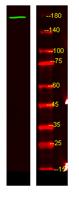 NRK Polyclonal Antibody