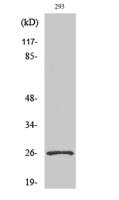 Nrl Polyclonal Antibody