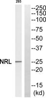 Nrl Polyclonal Antibody