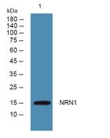 NRN1 Polyclonal Antibody