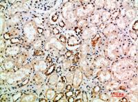 NT-3 Polyclonal Antibody