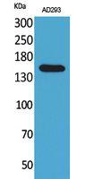 NTE Polyclonal Antibody