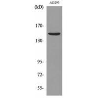 NTE Polyclonal Antibody